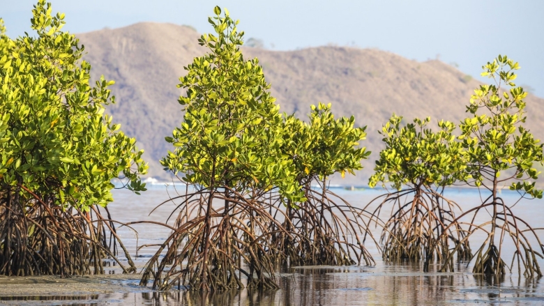 Potensi Pangan dari Buah Mangrove di Sei Nagalawan Hasilkan Biskuit